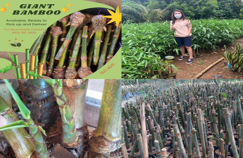 Shop Online With A.B.B Bamboo Cuttings Now! Visit A.B.B Bamboo Cuttings ...